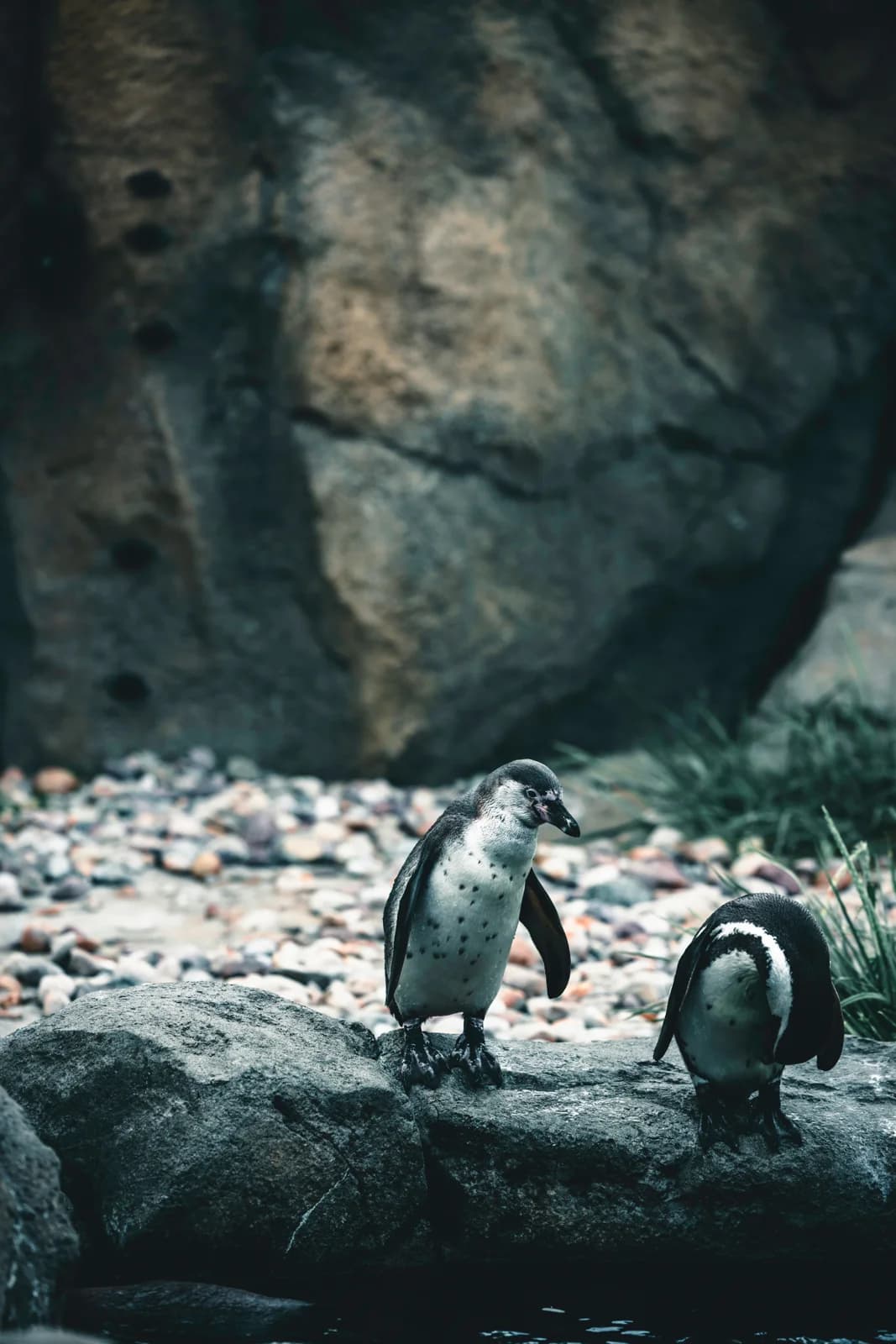 Penguins at the Calgary Zoo