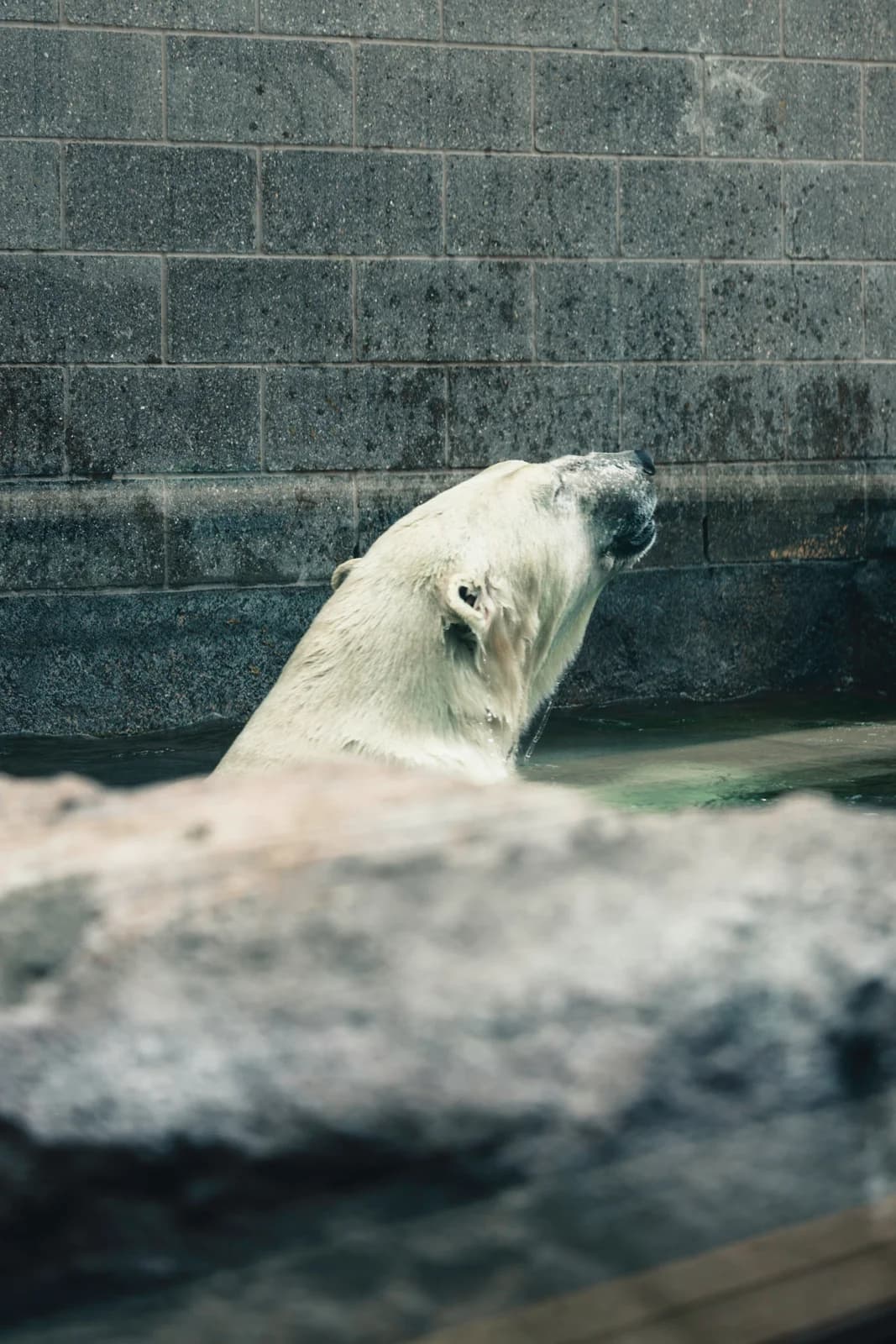 A polar bear at the Calgary Zoo