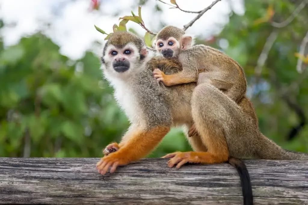 Squirrel monkeys perched on a branch at a wildlife sanctuary