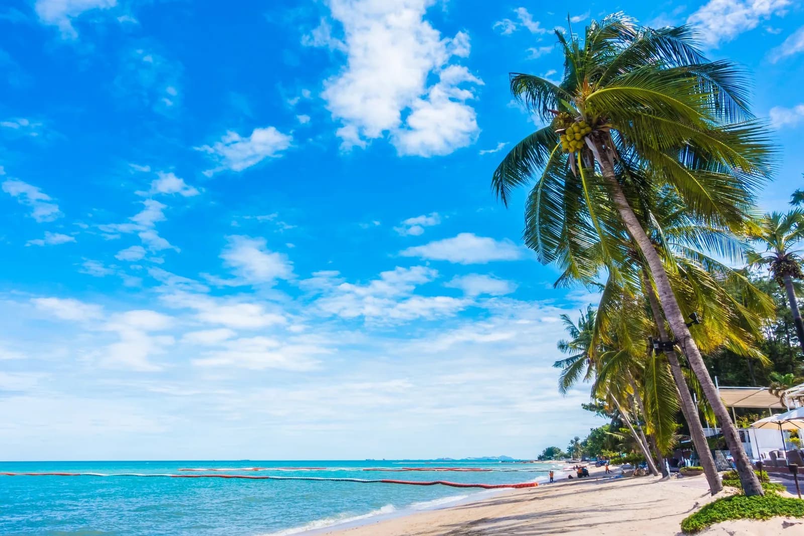 Tall coconut palms above a sandy beach under a bright blue sky
