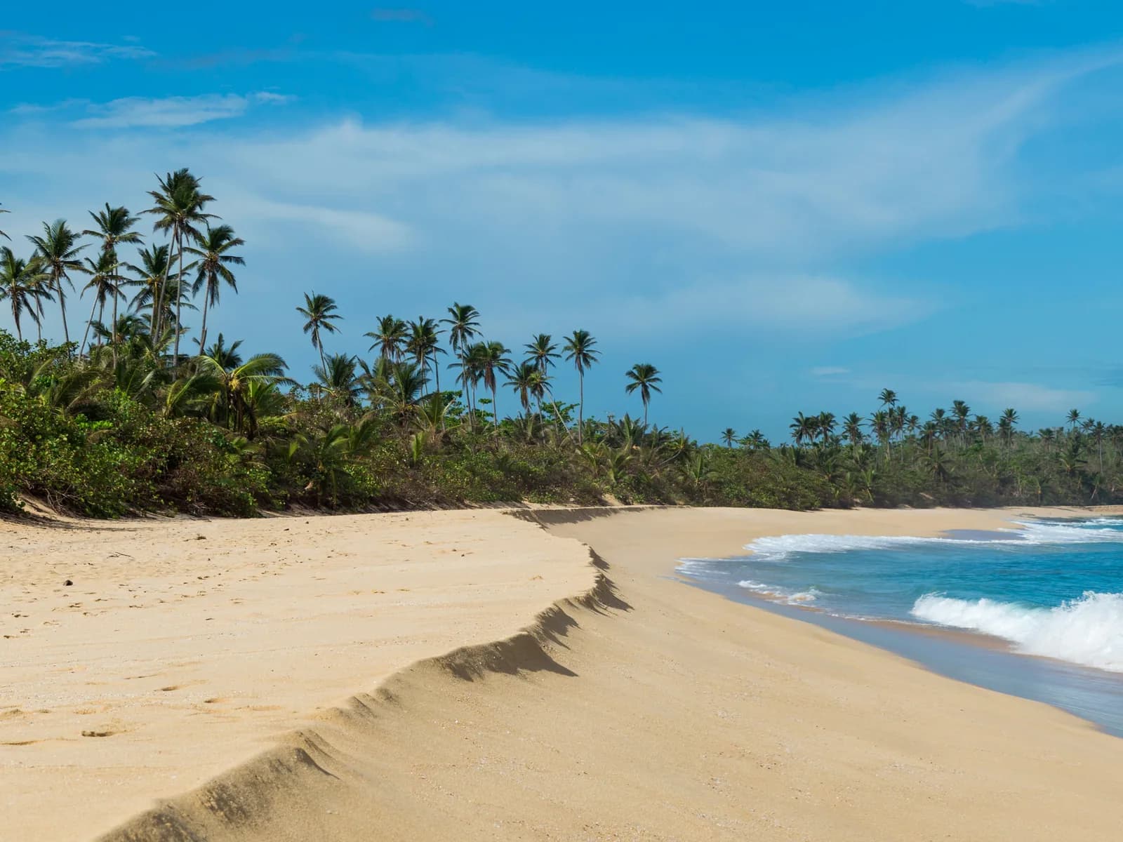 Golden sand dunes and palms meeting the surf on an empty beach