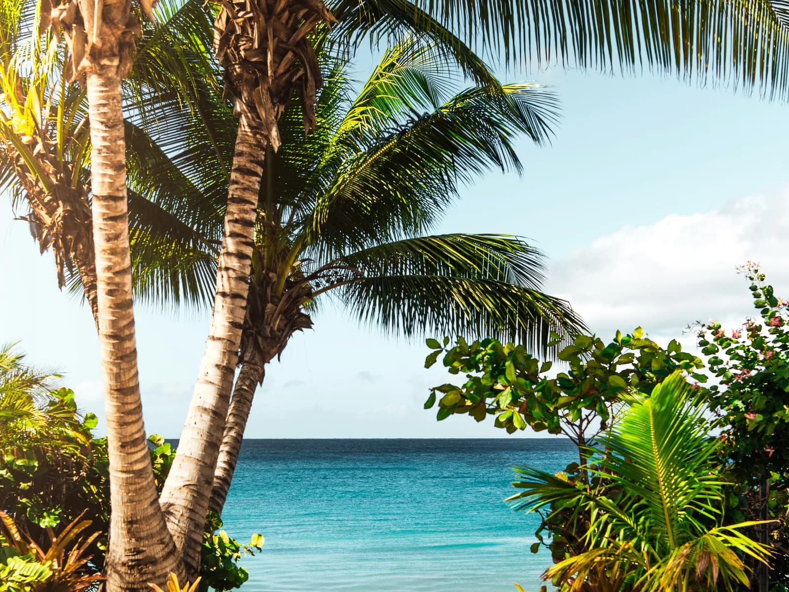 Coconut palms leaning over a sandy beach and calm blue water