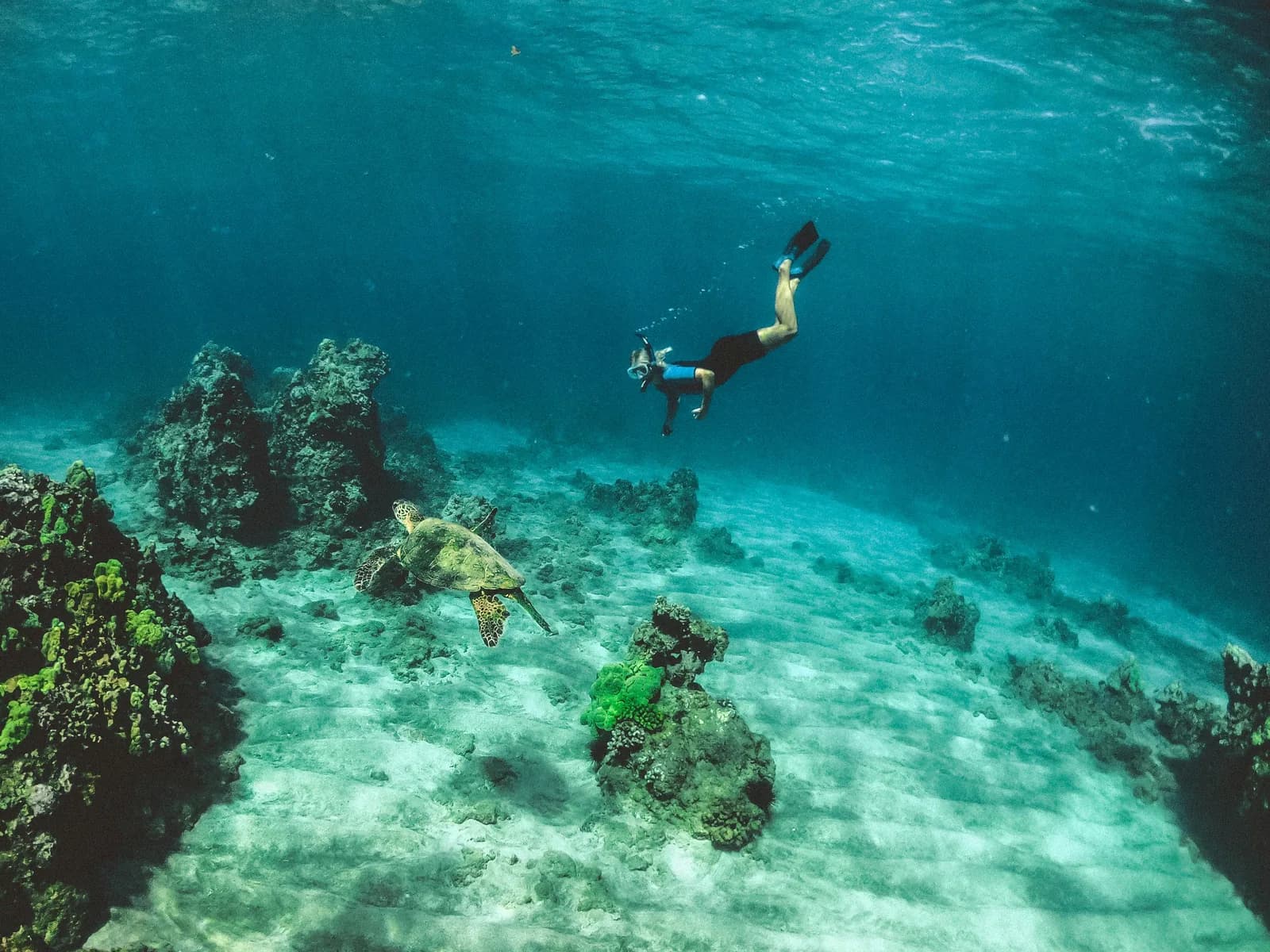A snorkeler swimming above a reef beside a sea turtle